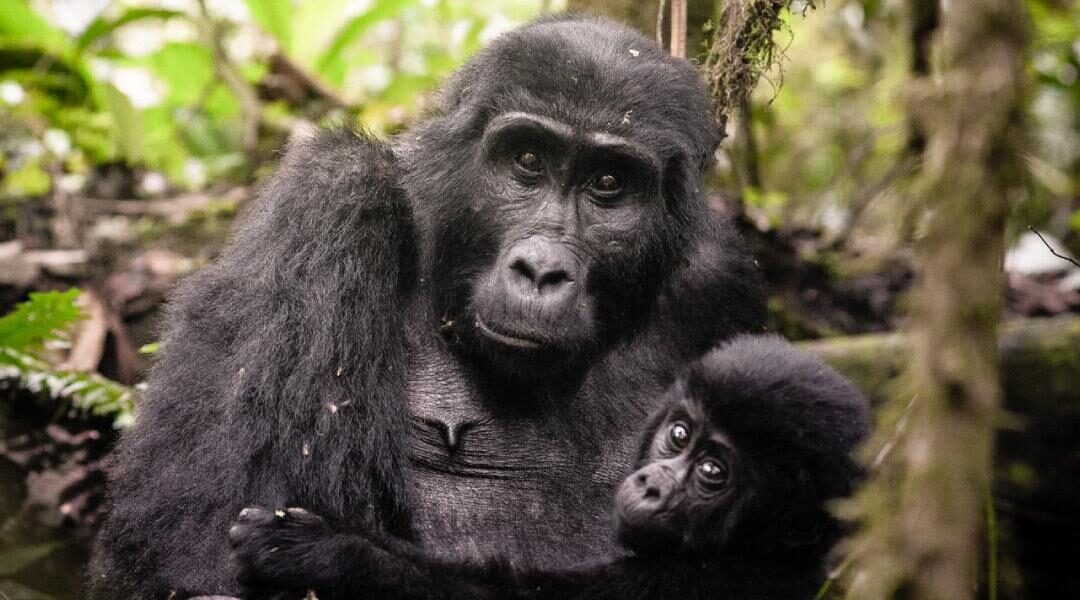 When is the best time to go Gorilla Trekking in Uganda?