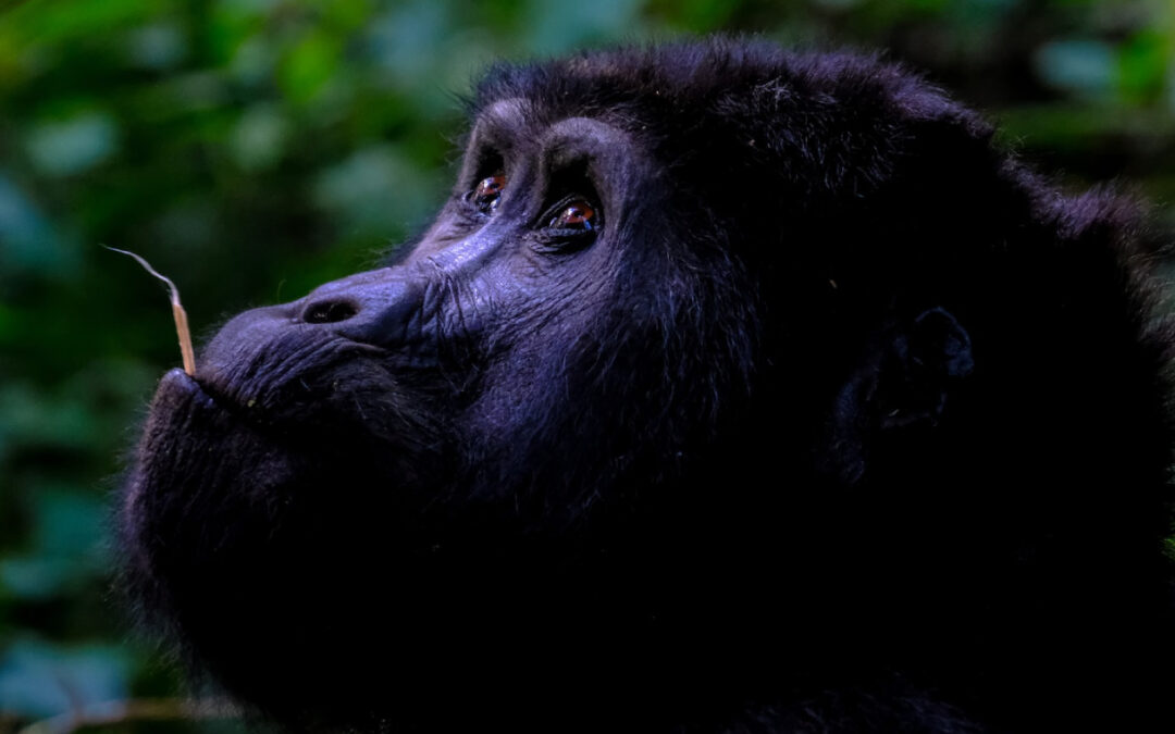 5 Days Uganda Gorilla & Wildlife Safari