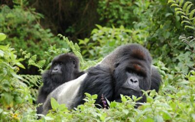 1 Day Gorilla Trekking From Kigali or Kisoro