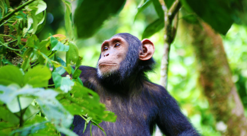 Primate Tracking In Kibale Forest National Park