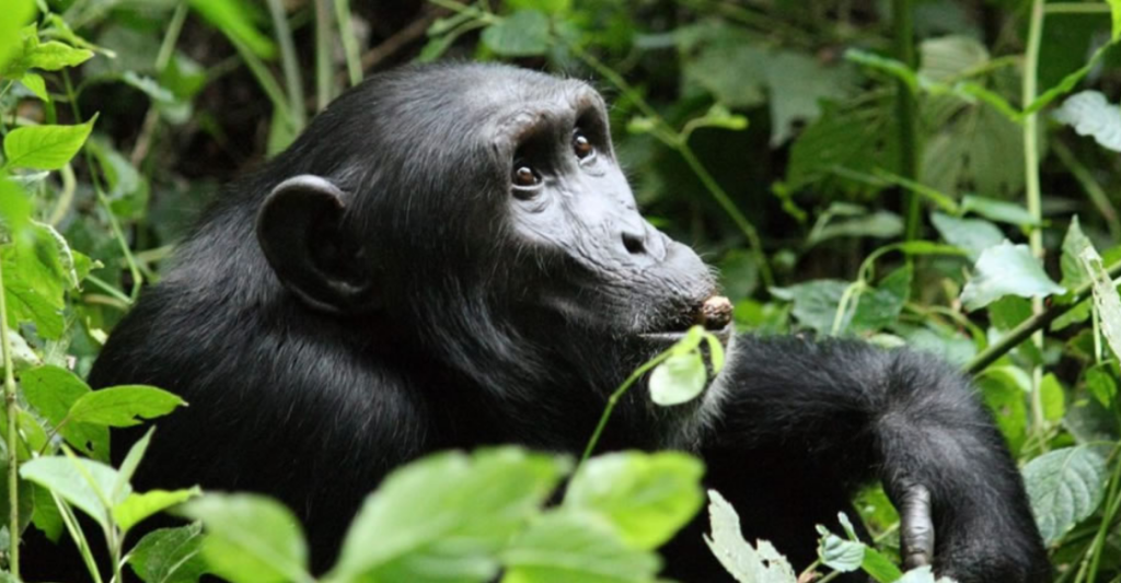 chimpanzee in Bwindi