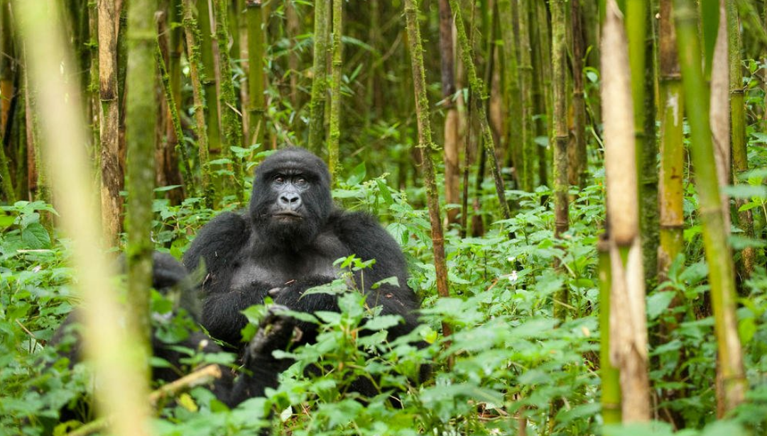 Volcanoes National Park: Into the Territory of Mountain Gorillas