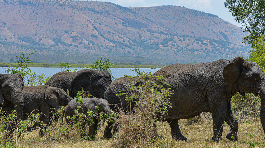 Akagera National Park: Encounter the Unforgettable Thrills.