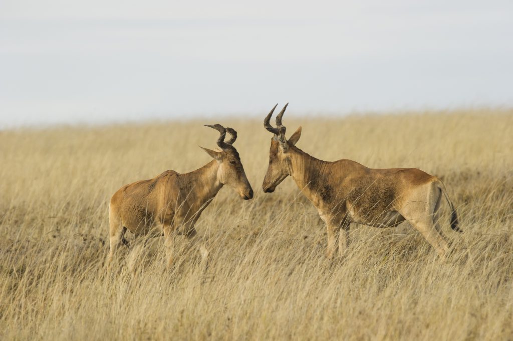 Coke's Hartebeest