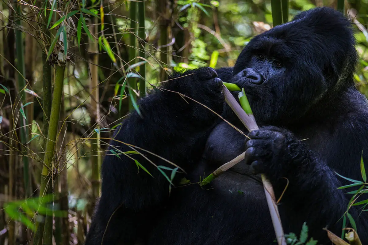 Giant Bwindi gorilla feeding on plant
