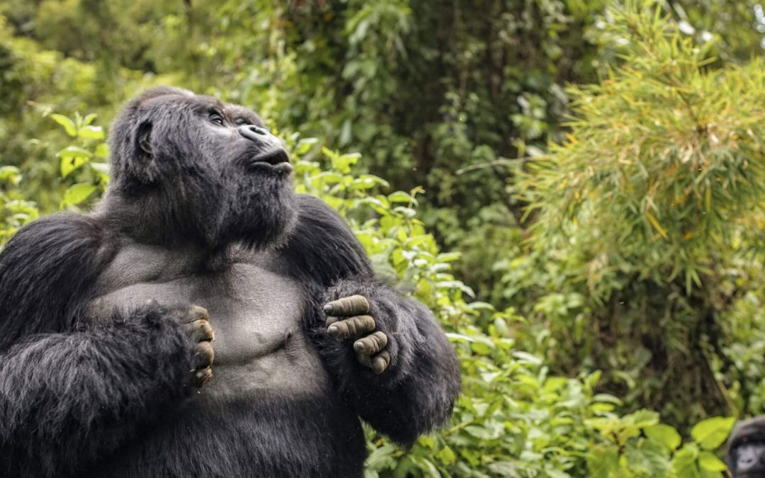 Why Do Gorillas Beat Their Chest?