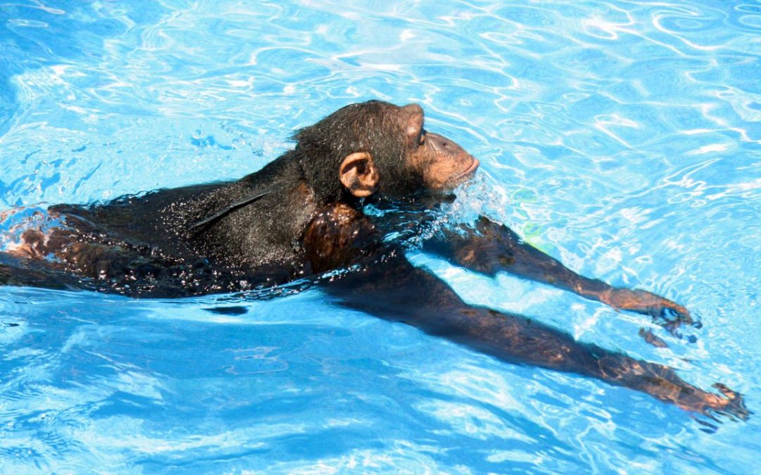 Smartest Animals on Earth