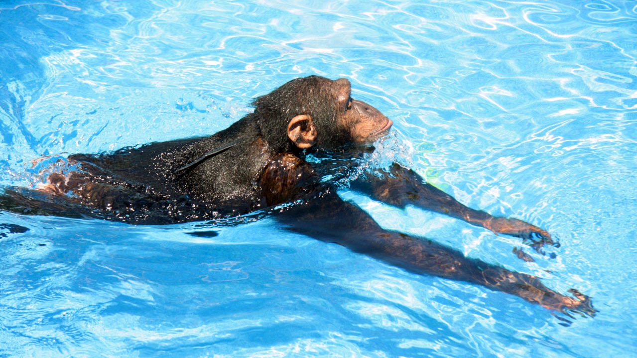 Chimpanzee swimming