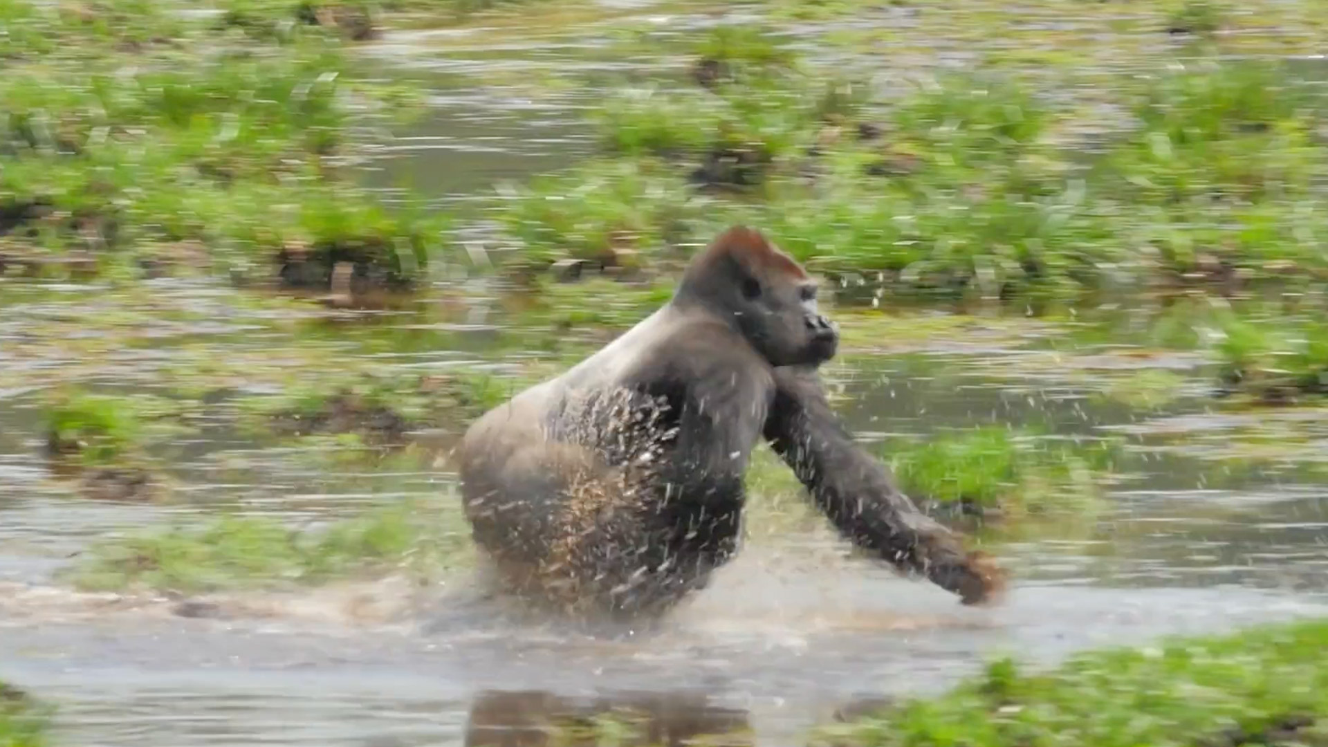 A gorilla walking on shallow water