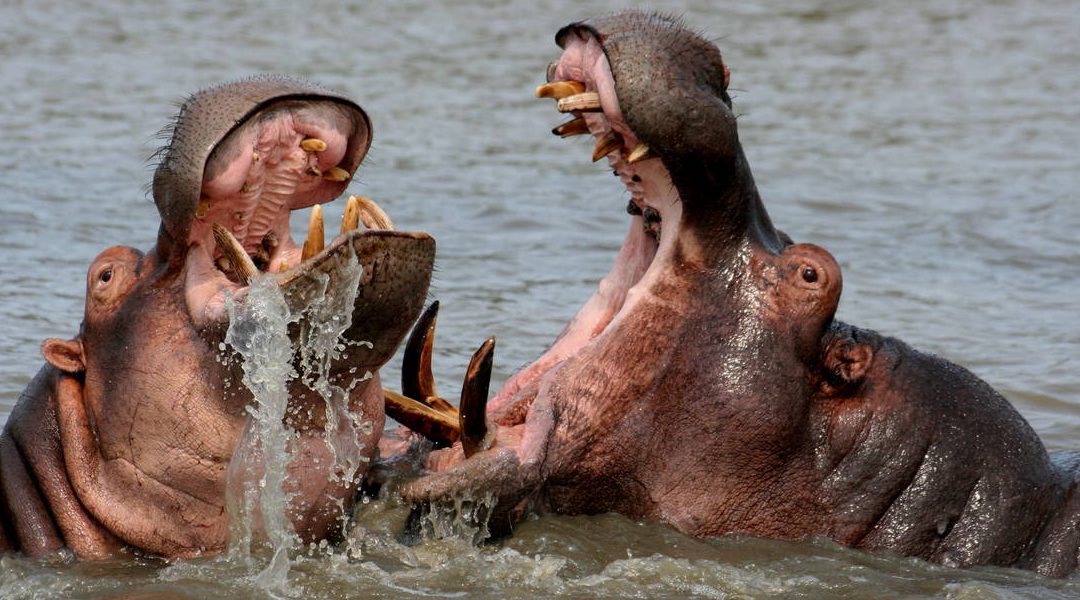 Hippo Bite Force – Strength, Power That Bites Like a Monster