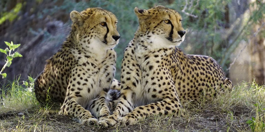 Cheetahs
