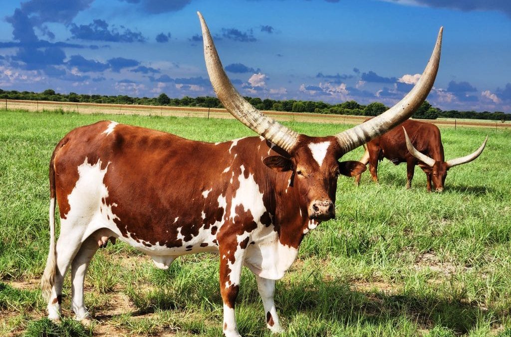 Ankole Cattle of Uganda