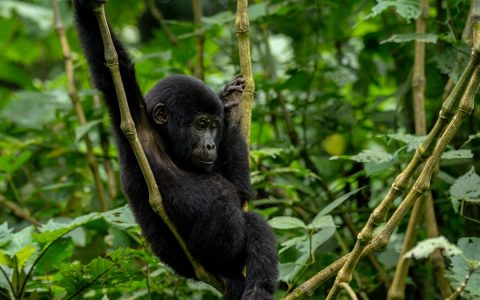 Gorilla Sex, Courtship, Reproduction, and Gorilla Mating