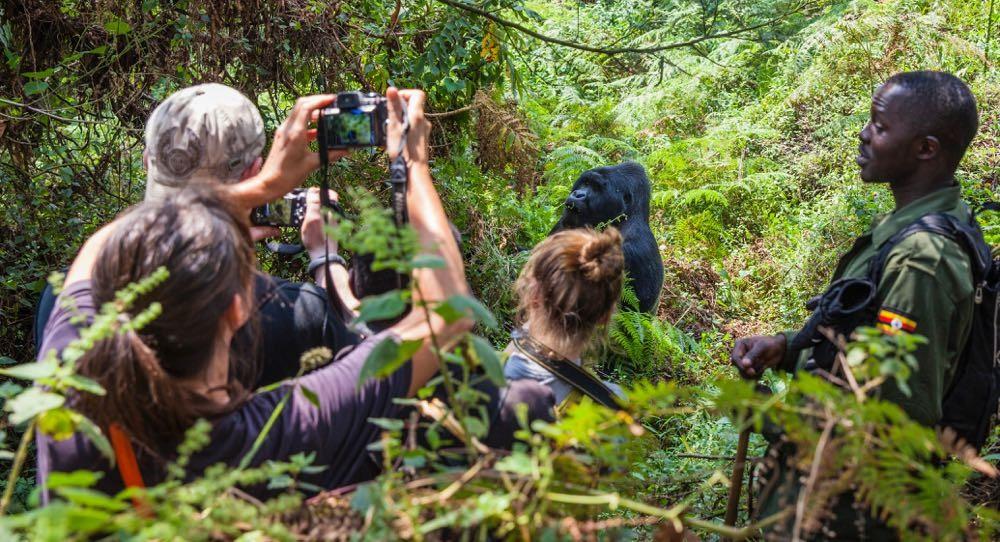 Gorilla Trekking in Bwindi Forest National Park