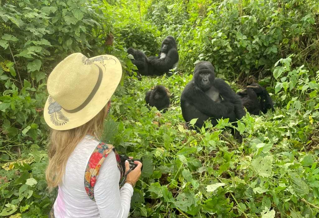 Gorilla Habituation Experience in Uganda.