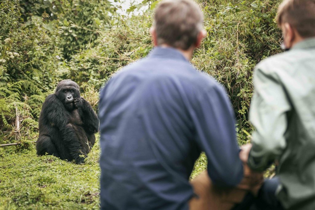 What Would Happen If a Mountain Gorilla Walked Towards You?