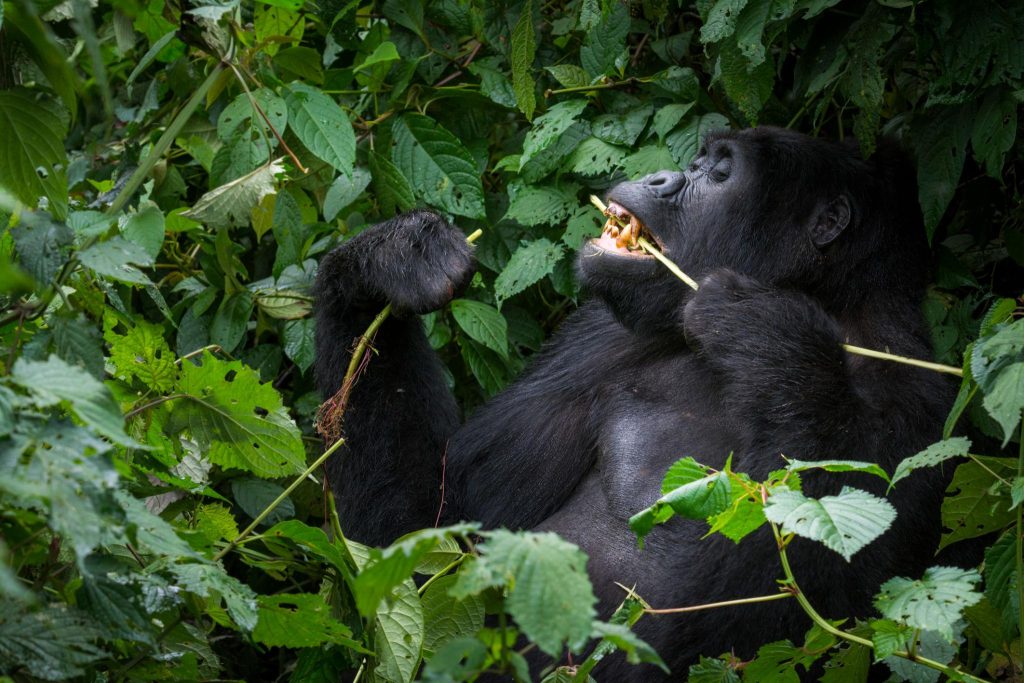 Best Months for Gorilla Trekking in Uganda: When Should You Go?