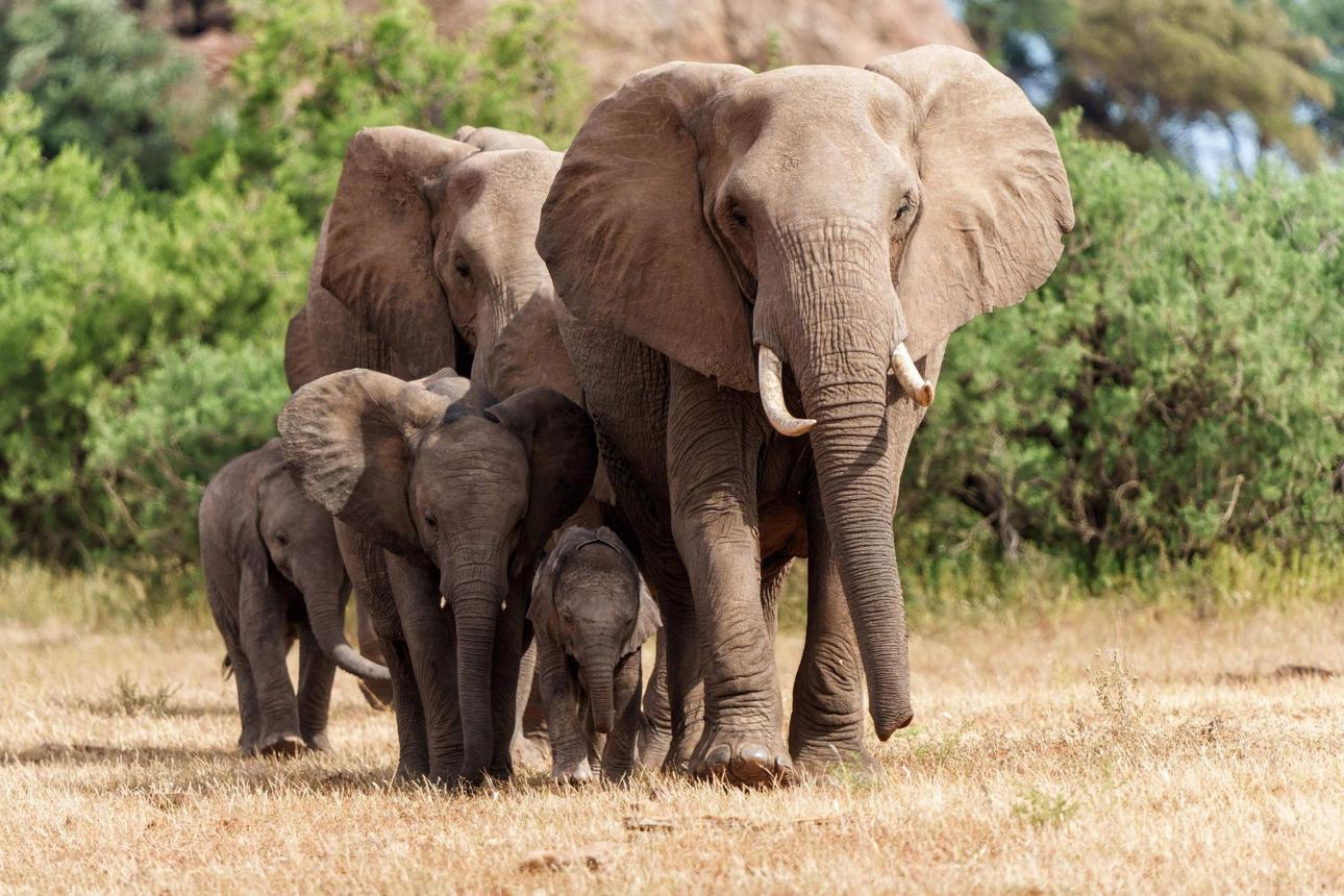 Adult female African elephant standing beside a young calf within its family herd.
