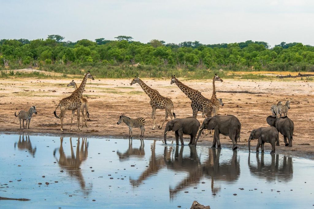 When Uganda Dries Out, How Do Wild Animals Survive?