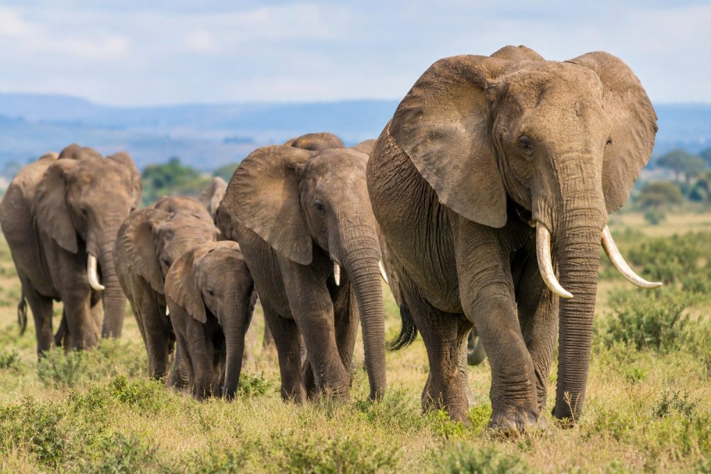 Why Are Older Female Elephants Important to Herd Survival?