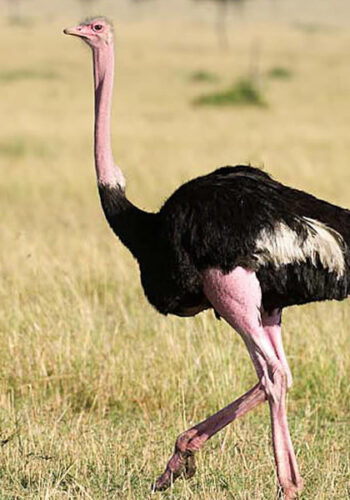 Birding-Kidepo-Valley-national-Park