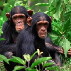 Chimpanzee-Trekking-in-Rwanda