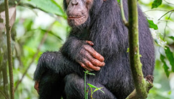 Chimpanzee-at-kibale
