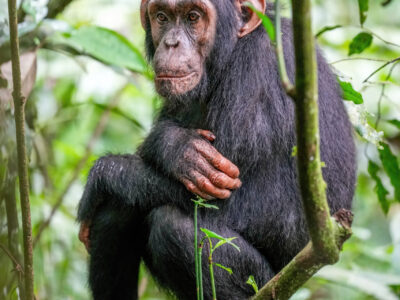 Chimpanzee-at-kibale