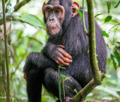 Chimpanzee-at-kibale