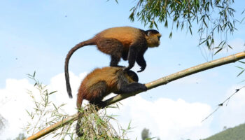 Golden-Monkey-Trekking_