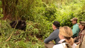 Gorilla-Habituation-Experience-in-Uganda