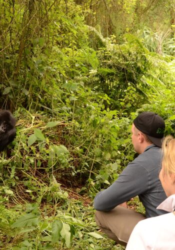 Gorilla-Habituation-Experience-in-Uganda