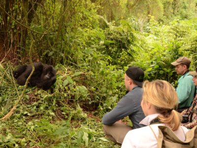 Gorilla-Habituation-Experience-in-Uganda