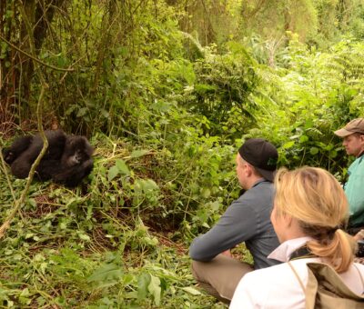 Gorilla-Habituation-Experience-in-Uganda