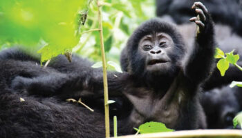Gorilla-trekking-safaris-in-Uganda