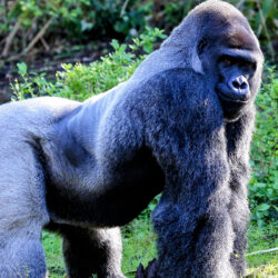 Gorillas2-