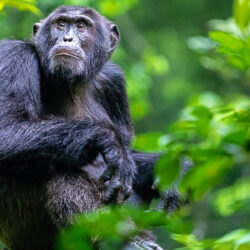 Kibale-Uganda-Chimpanzees