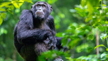 Kibale-Uganda-Chimpanzees