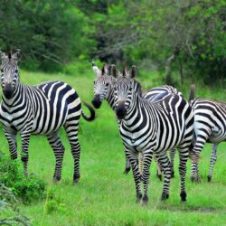 Lake-Mburo-NP-zebras