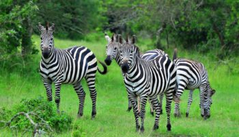 Lake-Mburo-NP-zebras