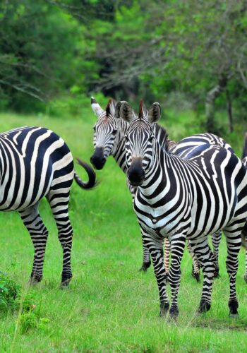 Lake-Mburo-NP-zebras
