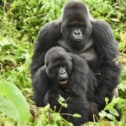 セックスをする2頭のゴリラ、ブウィンディで交尾するゴリラ