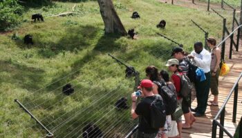 Ngamba-Island-Chimpanzee-Sanctuary