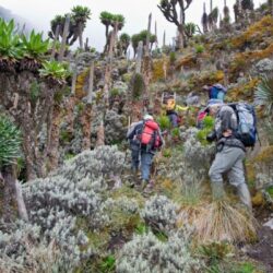 Rwenzori-treking