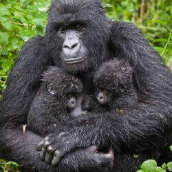 Two-baby-gorillas-with -their-mother