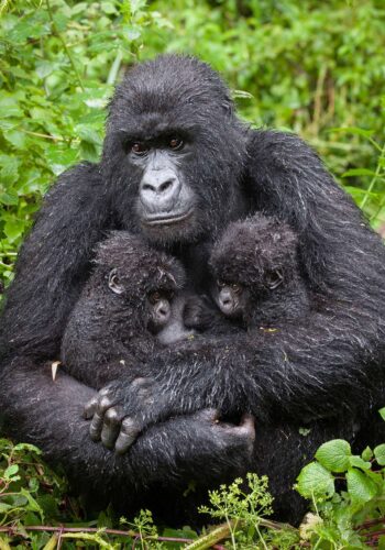 Two-baby-gorillas-with -their-mother