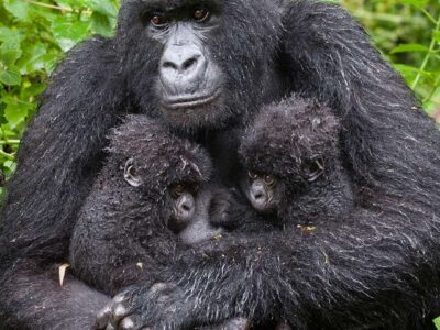 Two-baby-gorillas-with -their-mother