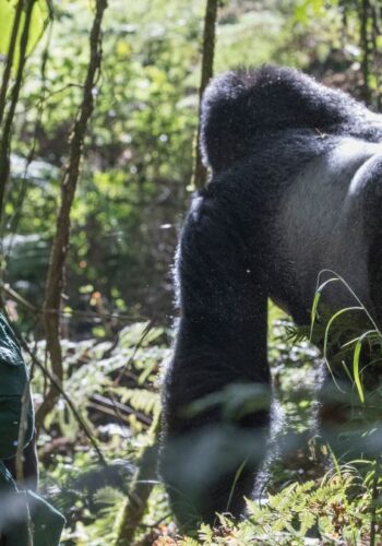 Uganda-luxury-gorilla-trekking