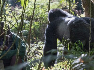 Uganda-luxury-gorilla-trekking