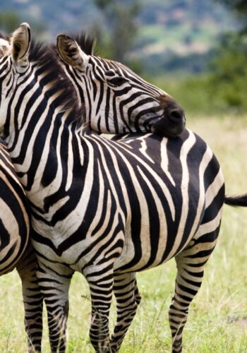 Zebras-Main-1280x720